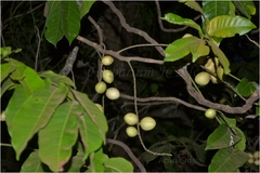 Aphanamixis polystachya